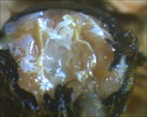Description: D:\2010\1009\pics 1009\Bee Anatomy throrax mid.jpg