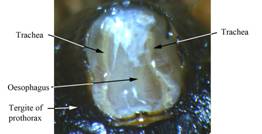 Description: D:\2010\1009\pics 1009\Bee anatomy tracheal tubes2 exam.jpg
