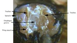 Description: D:\2010\1009\pics 1009\Bee Anatomy throrax mid label.jpg