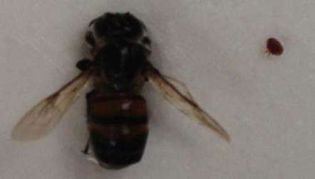Varroa mite and bee