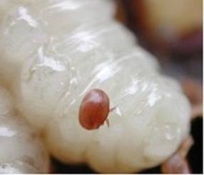 220px-Varroa_on_larvae