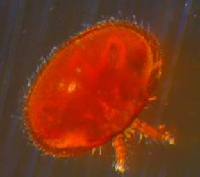 Varroa dorsal view uk