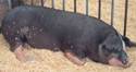 Pig Poland China 1