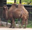 Camel looking