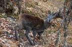 musk deer