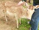 Deer neurological 3
