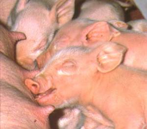 Piglet asleep