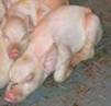 http://www.vetmed.iastate.edu/departments/vdpam/swine/healthmgt/air/lyingpatterns/image002.jpg