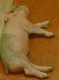 http://www.vetmed.iastate.edu/departments/vdpam/swine/healthmgt/air/lyingpatterns/image012.jpg