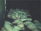 http://www.vetmed.iastate.edu/departments/vdpam/swine/healthmgt/air/lyingpatterns/image016.jpg