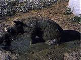 Outdoor sow wallowing