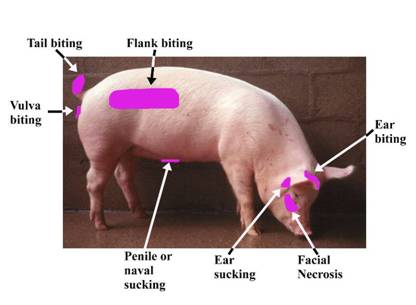 Skin Vice areas copy