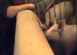 AI stockmanship with boar 2