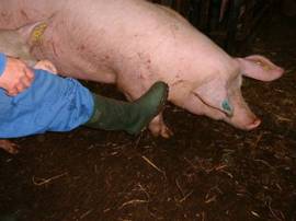 Stockmanship%20bad%202