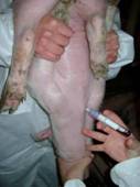 Bleedingweaner2