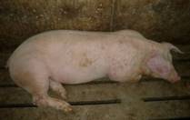 Lame swollen joint hind 2