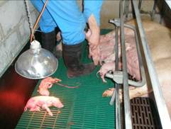 Farrowing weak piglet care