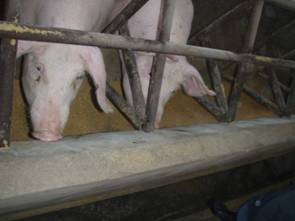 Feed overfeeding gilts kr 1