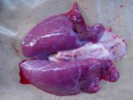 Blood clotting defect k17