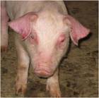 bowel oedema weaner look