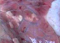 Enzootic pneumonia + virus oedema