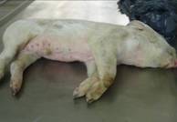Dead in transit pig