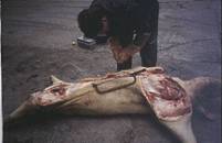 Post mortem animal laid out