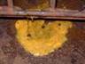 salmonellosis kim2