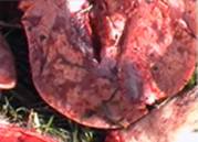 Salmonella lung blotches