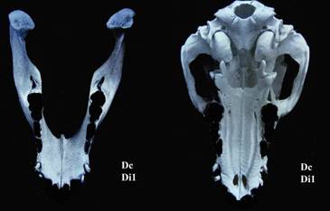 ant jaw piglet 1 weeks copy.jpg