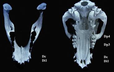 ant jaw piglet 2 weeks copy.jpg