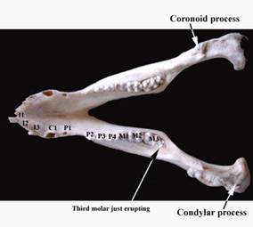 Anat lower jaw black label