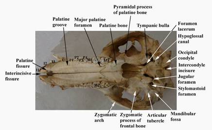 Anat skull ventral label