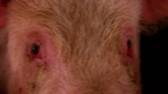 Conjunctivitis fin2