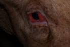 Connjunctivitis still 2