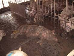 salmonellosis-Bonmi farm2001_0329_120760AB