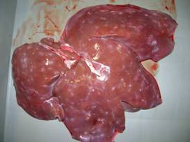 ascaris liver au 1