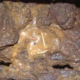 Ascaris kim 1