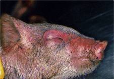 Ecoli bowel oedema eyes