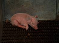 Farrow poor piglet