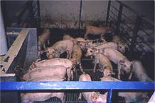 Ecoli postweaning diarrhoea