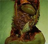 Ecoli gross postmortem piglet