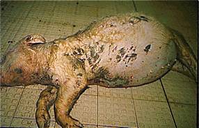 Rectal stricture gross