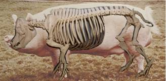 Anat Pig and skeleton