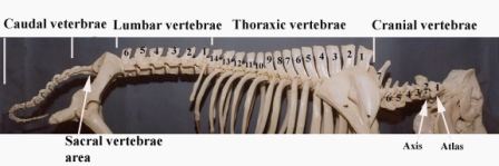 Anat%20spinal%20column%20label