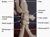 Anat%20skel%20carpus%20side%20label