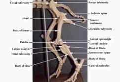 Anat%20skel%20hind%20leg%20side%20label