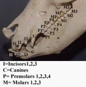 Anat%20skel%20head%20side%201%20Teeth%20labeled