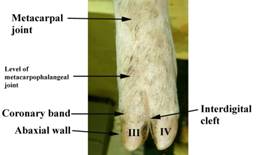 Anat leg3 Label