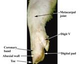 Anat leg side view label
